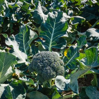 Broccoli