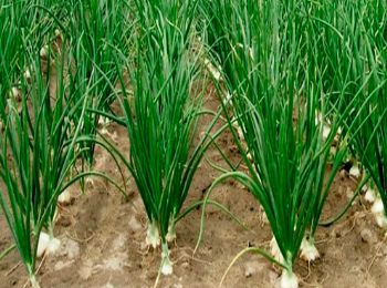Cebolla Blanca