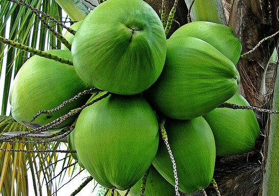 Coco de Agua