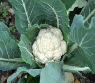 Coliflor