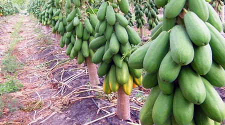 Fruta Bomba