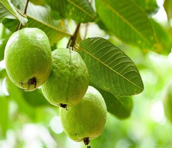 Guayaba