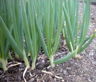 Hoja de Cebolla