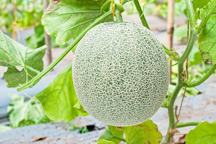 Melón de Castilla