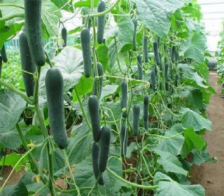 Pepino