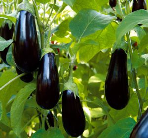 Berenjena