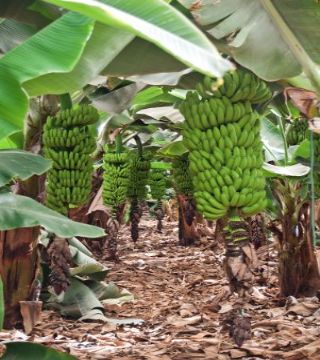 Plátano Fruta