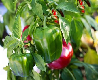 Ajíes Pimiento